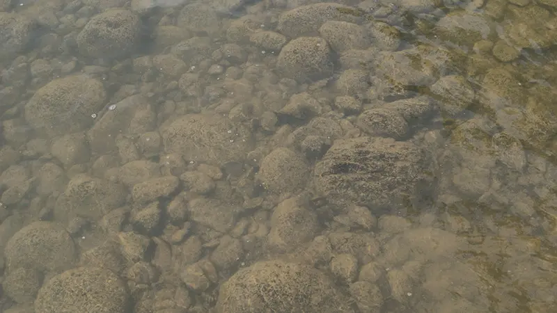 Всего 15 сантиметров глубина и такая муть. Камни покрыты илом, чего не увидишь в нормальную воду.