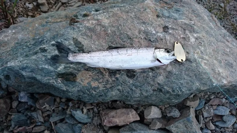 Молодь симы, поймана на колебалку Art Fish Bite 3 грамма