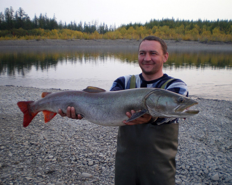 Трофейная рыбалка в Якутии