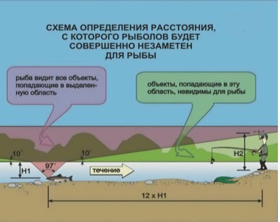 Угол зрения форели