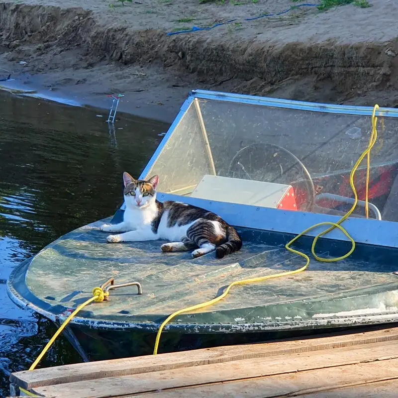 Тенёк — даже кошке приятен