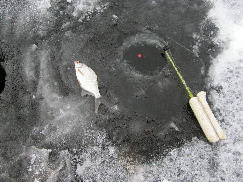Первая рыбка зимнего сезона 2014 — 2015 года