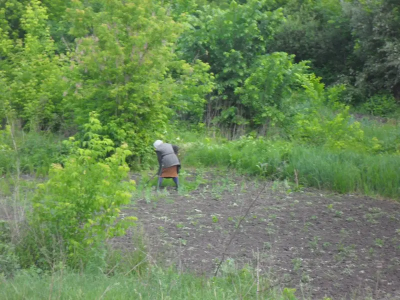 Замечаю старушку, работающую на огороде, сделаном на окраине города. Пенсионеры пулучают копейки...