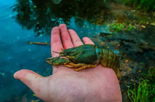 Ракообразный друг :)