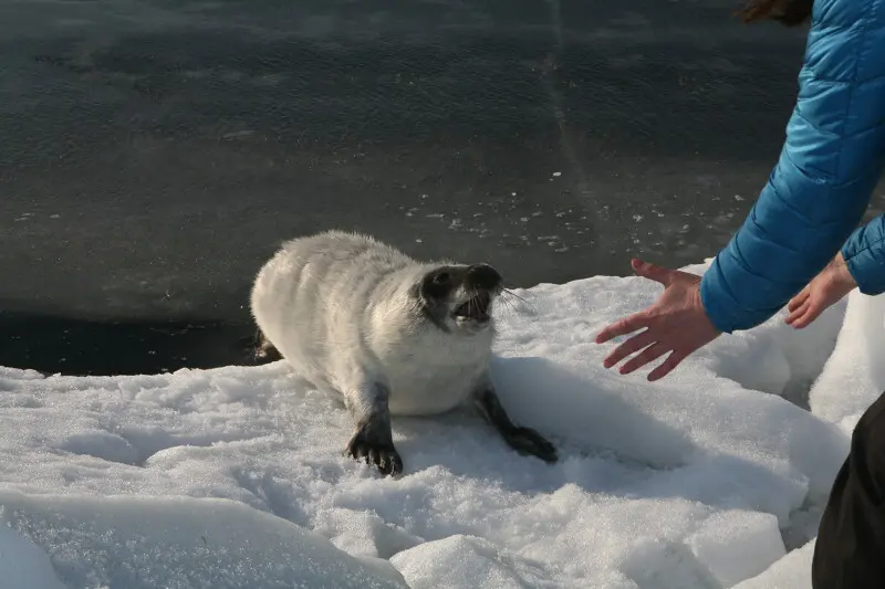 Детеныш тюленя на Финском заливе слишком разомлел на мартовском солнце, потерял осторожность и...
