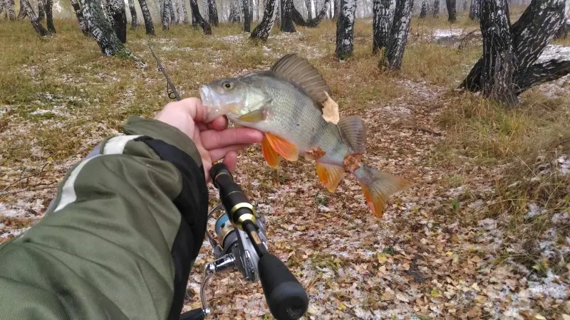 Предзимние кабанчики