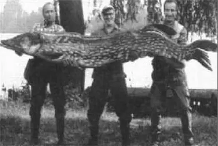 В СССР самая большая официальная щука 34 кг выловленная в озере Ильмень в 1930 году. Ловили и...