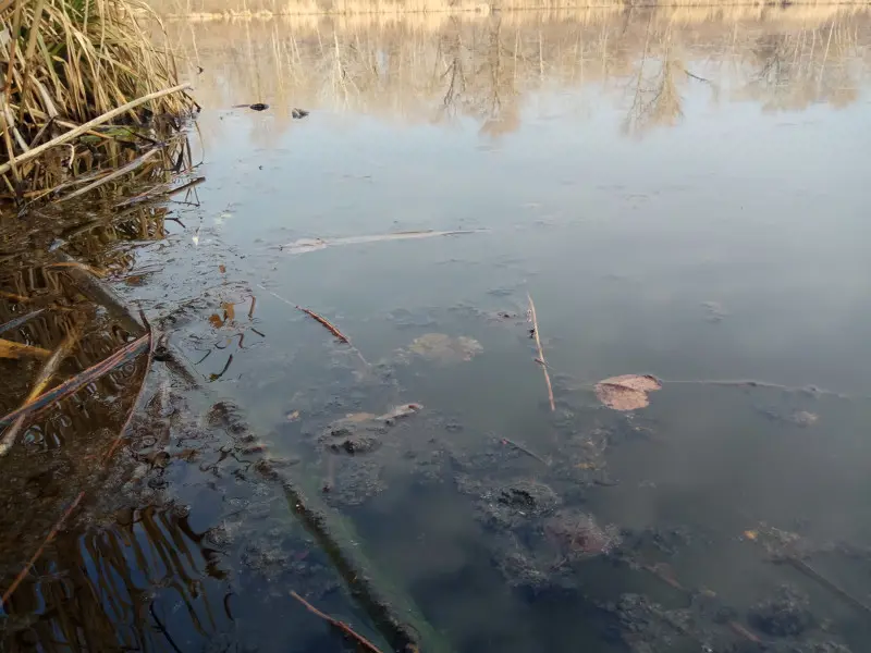 Мутная вода и тина на поверхности — мормышка отменяется!