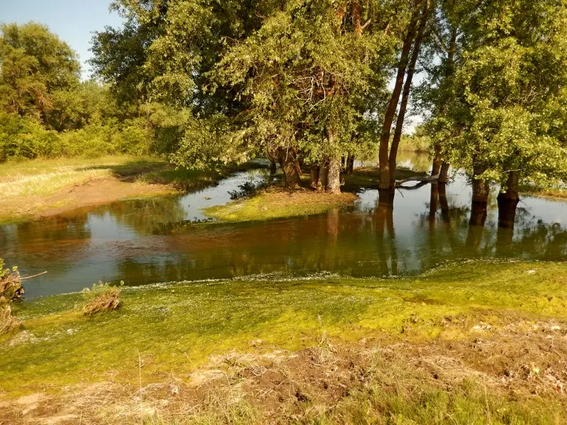 А водичка-то уже немного спала. По водорослям, оставшимся на берегу видно, сколько её было.