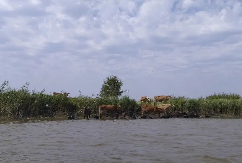 Коровы на водопое, буйволы на водных процедурах