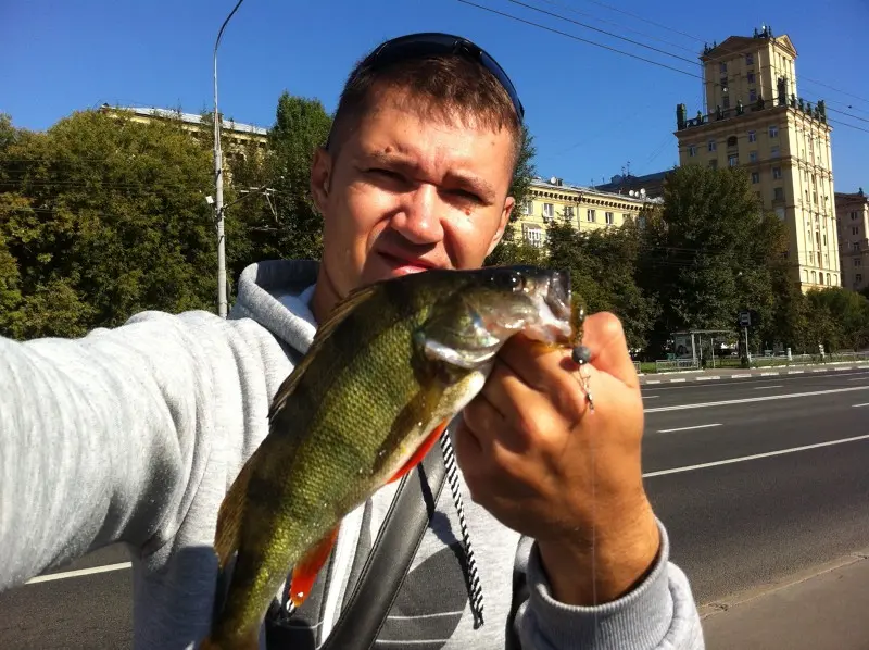 Среднестатистический московский окунь этих мест! Таких фоток на самом деле полно, надо браться за...