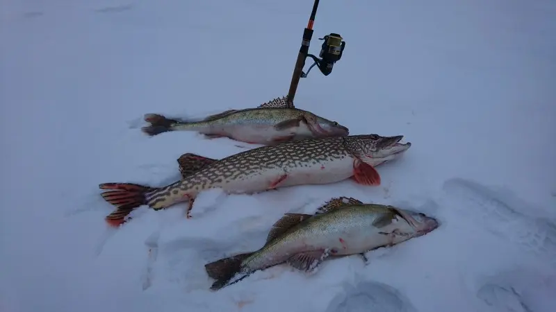 Пол дня провел на Оби в районе Новосибирска, результат приятен. Третья рыбалка по открытой воде —...