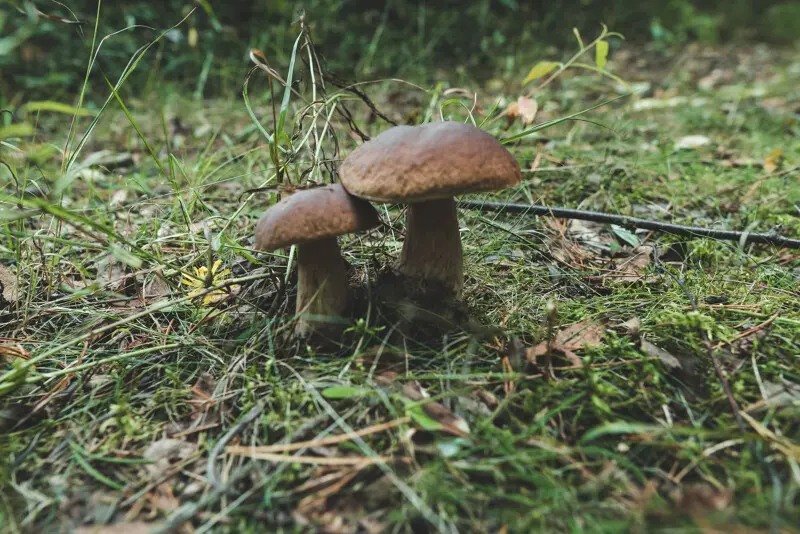 Беленькие, Самые любимые грибы