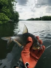 Знакомьтесь — густера москворецкая