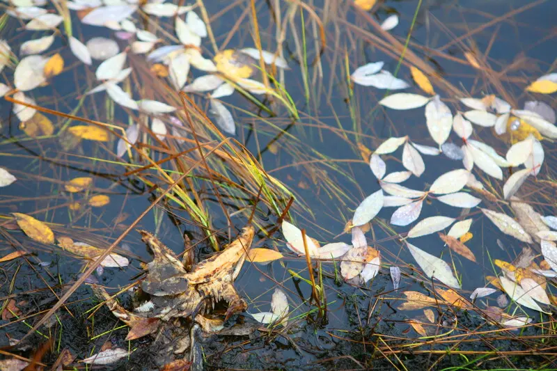 Когда вода несет осенний лист, клев рыбы почти прекращается.