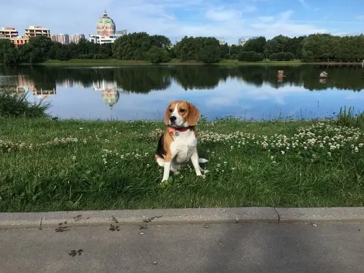 С жучей раненько на пруд