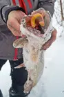 Аваруна животворящая
