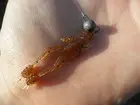 Ring Shrimp