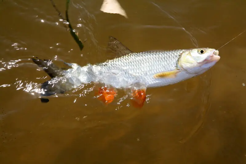 Рыбалка хариуса на таежных речках и ручьях | Видео и советы