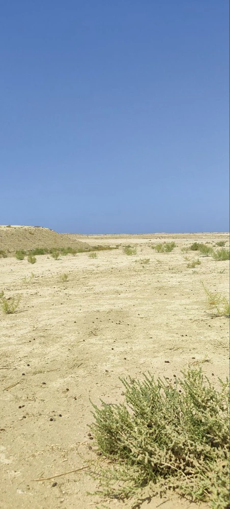 Полупустыня по дороге из Самарканда в Бухару.