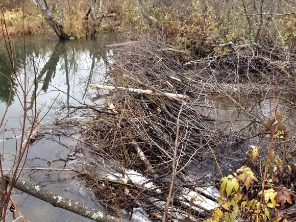 Бобры не поленились