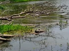 Снова удалось... (фото #25439)