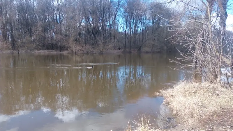 Утки пикируют на воду со свистом, как истребители 😄