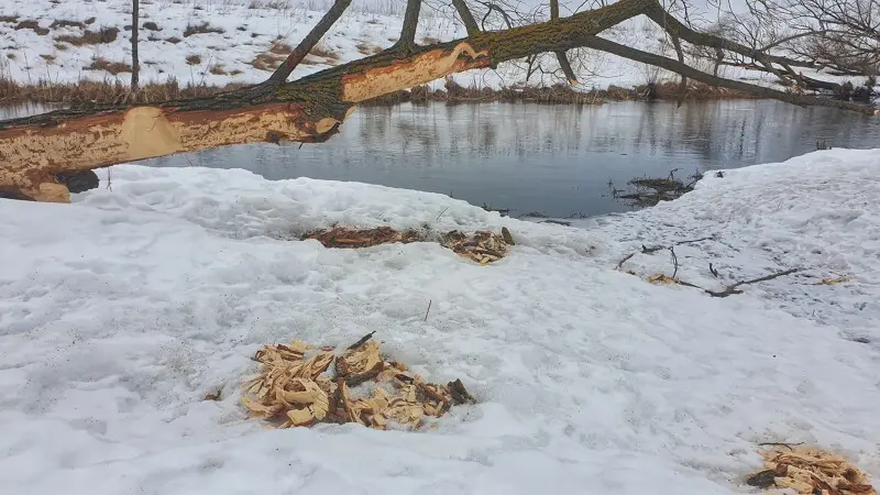 Трапезная :)