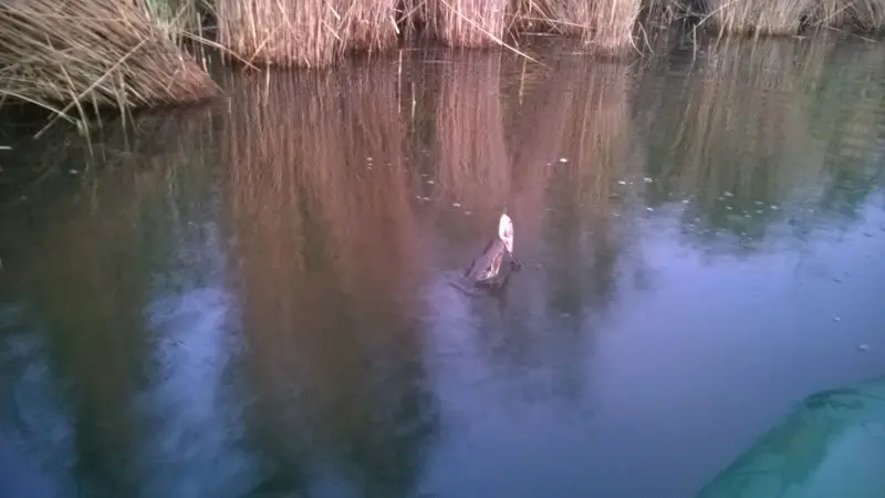 Остервенело сопротивлялась, но все же уморилась.