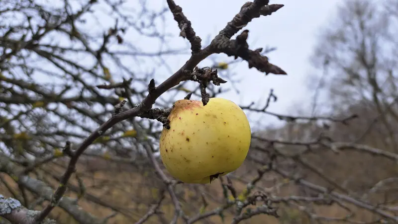 На счёт диких яблок мы с Мишей Allerdings маньяки. :D Увидел-сфоткай! :D