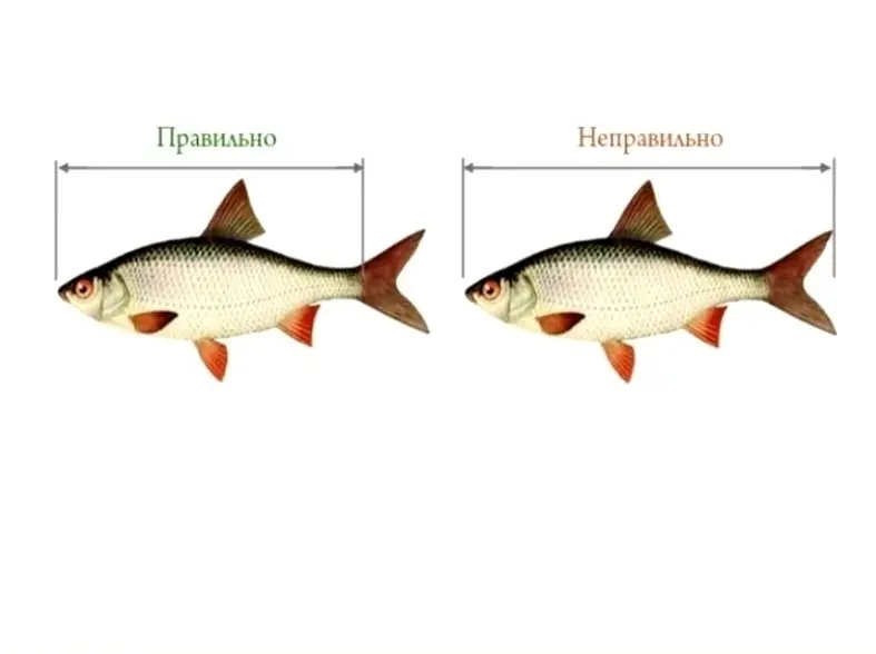 Как правильно измерять рыбу