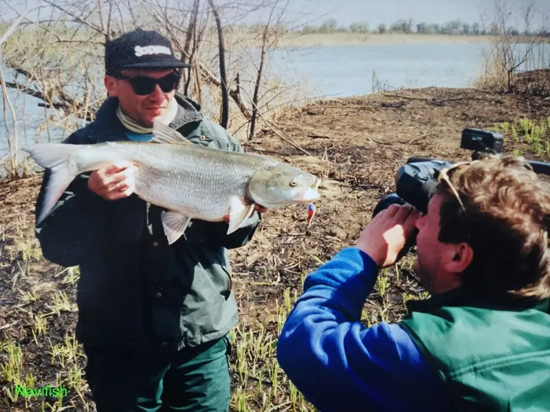 Когда-то в дельте водилось много крупного жереха.