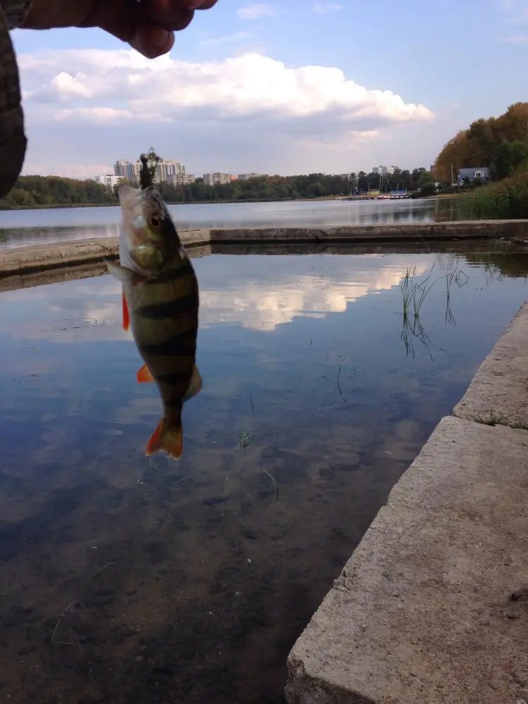 Эх окунька тоже весело погонять, темболее рядом с домом.