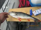 Фото о рыбалке №35361