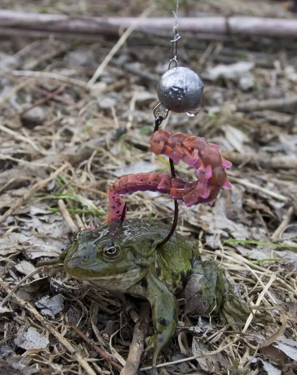 Frog или жаба давит