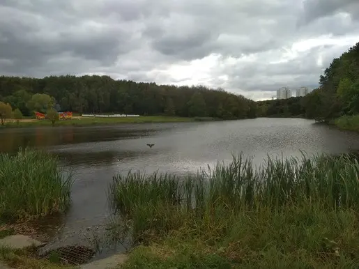 Пруд в центральном парке