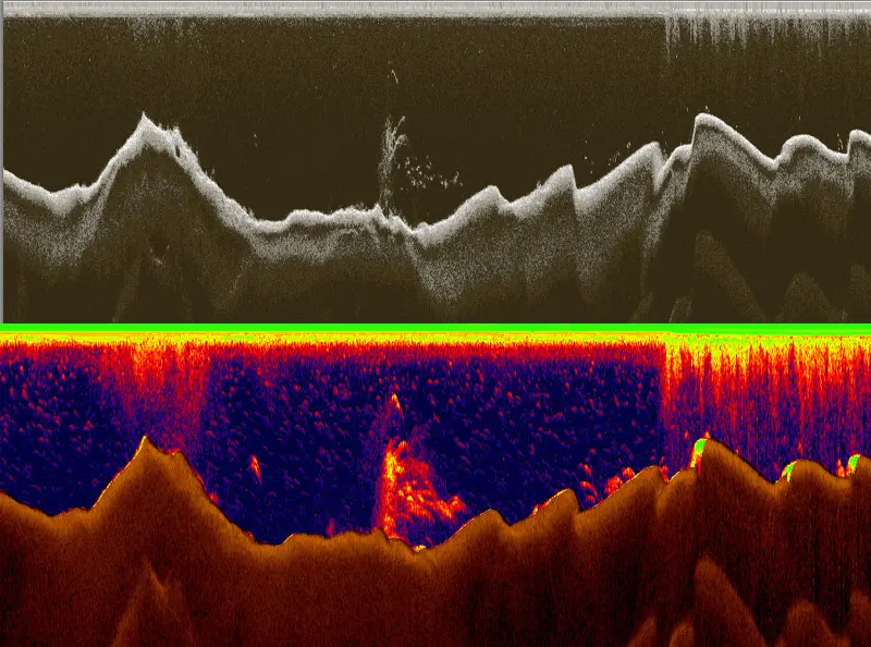 Скриншот с программы Sonar Log Viewer, хорошо видно ветку, бель под ней и стоящего в стороне...