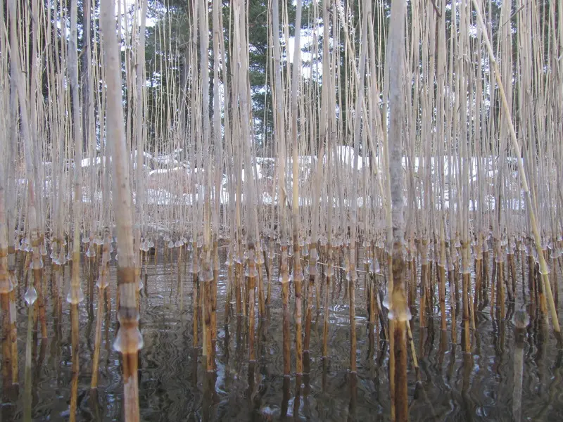 Ледяной лес.
