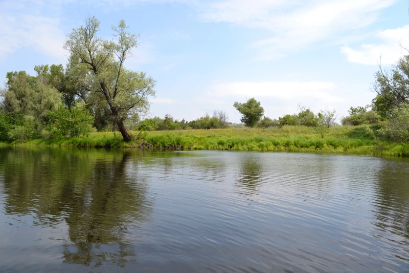 Красива протока в летнем наряде, и в этом сезоне вода прозрачна, ещё не цветёт.