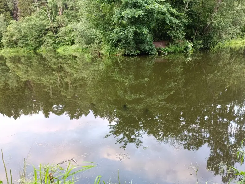 Сквозь водную гладь можно заметить коряги, но больше их ближе ко дну