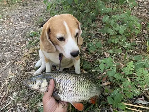 Мормо голавль