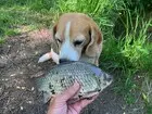 Мормо это валидольно