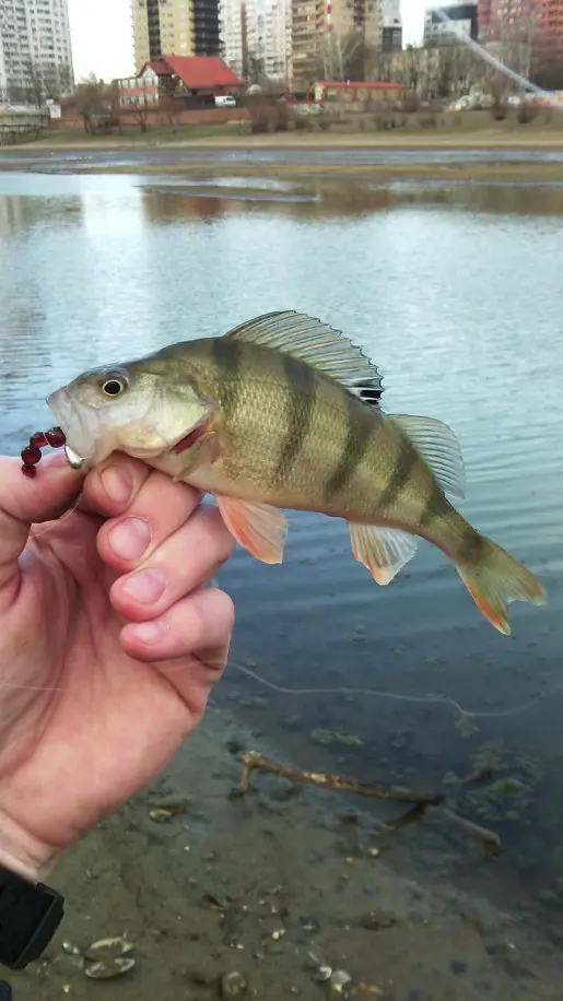 Пару часов street fishing