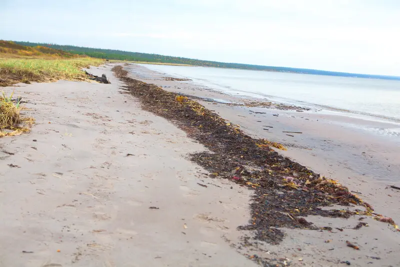 Берег Белого моря с характерным ароматом водорослей, где бы набирали морскую капусту для салата...