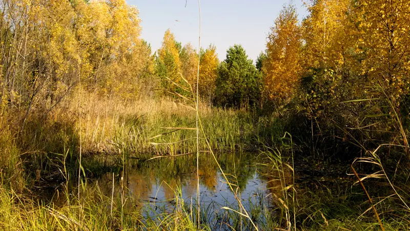 Просто болотце