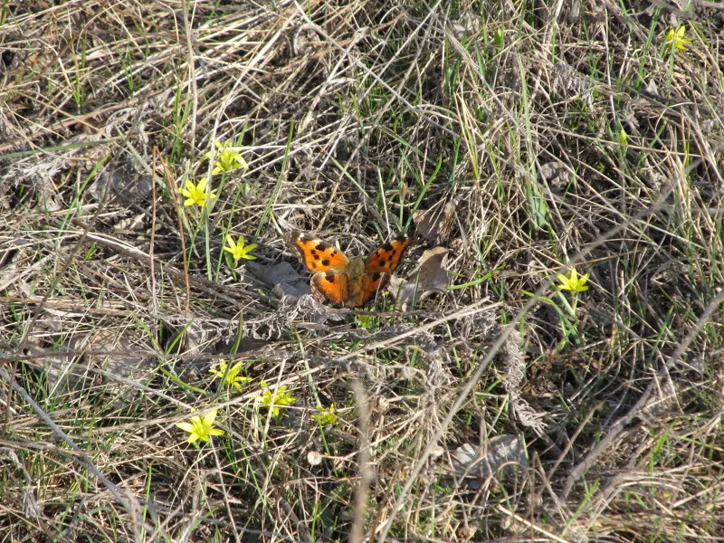 Бабочки тоже почуяли весну