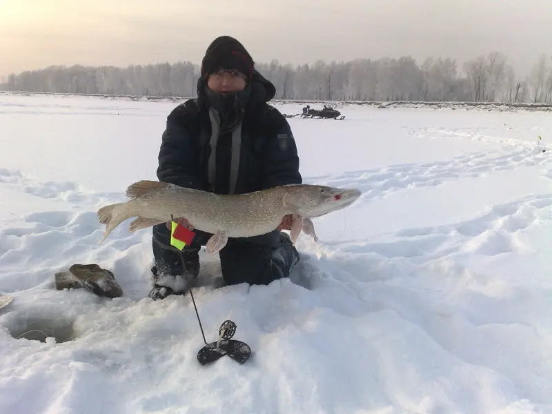 Трофейная щука на жерлицы