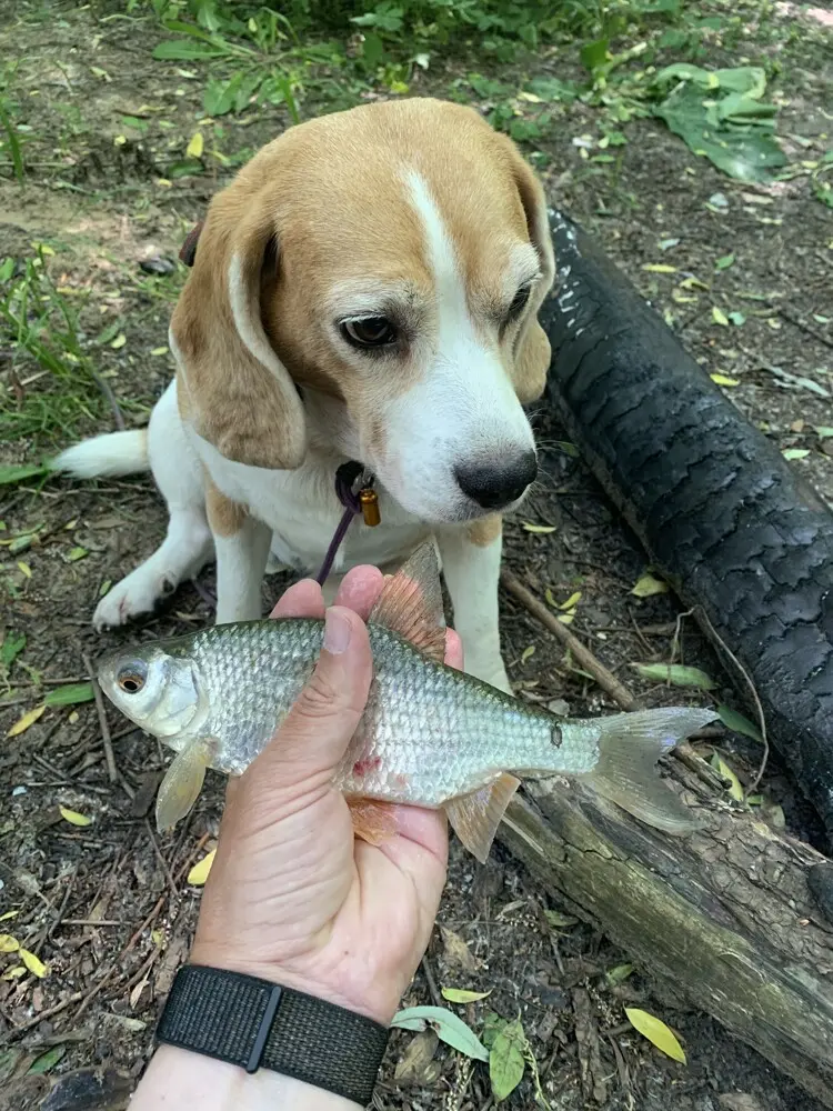 Ходим бродим и находим бель