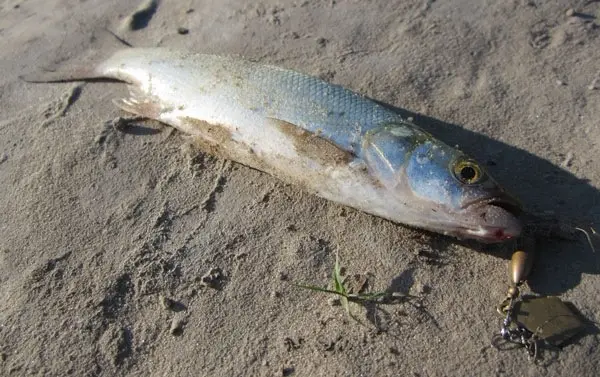 Маленький жерех атаковал маньячку (взято с nik-fish.ком)