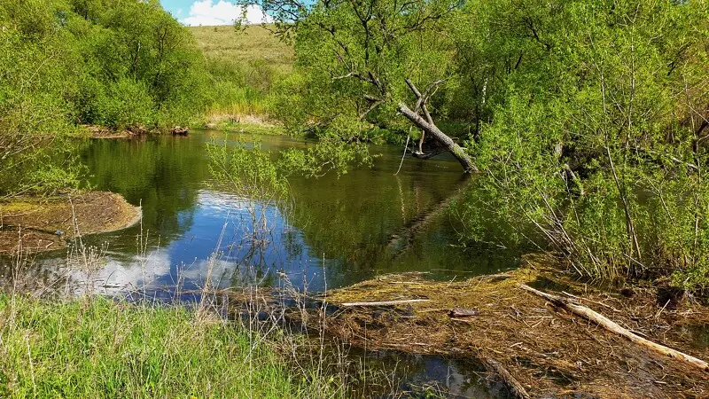 А под деревом справа висела тарзанка. Сейчас она в воде...